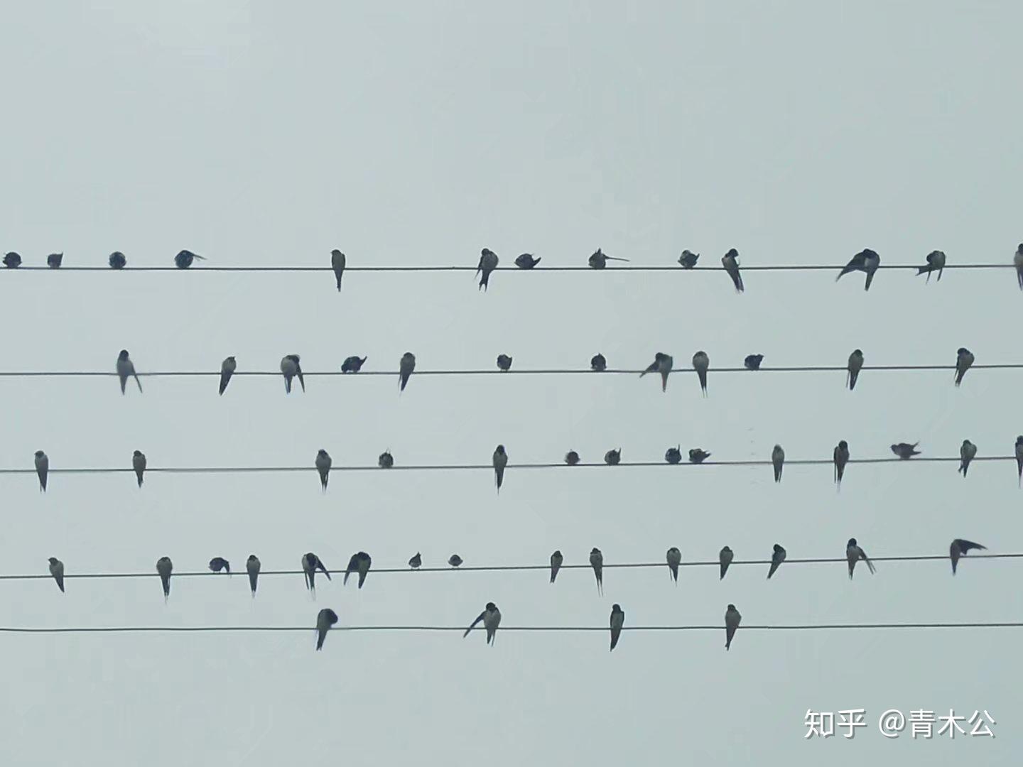 小燕子简谱_燕子简谱教唱视频_燕子简谱歌谱