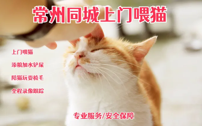 同城送猫咪_同城宠物猫领养_涪城区58同城免费送宠物猫