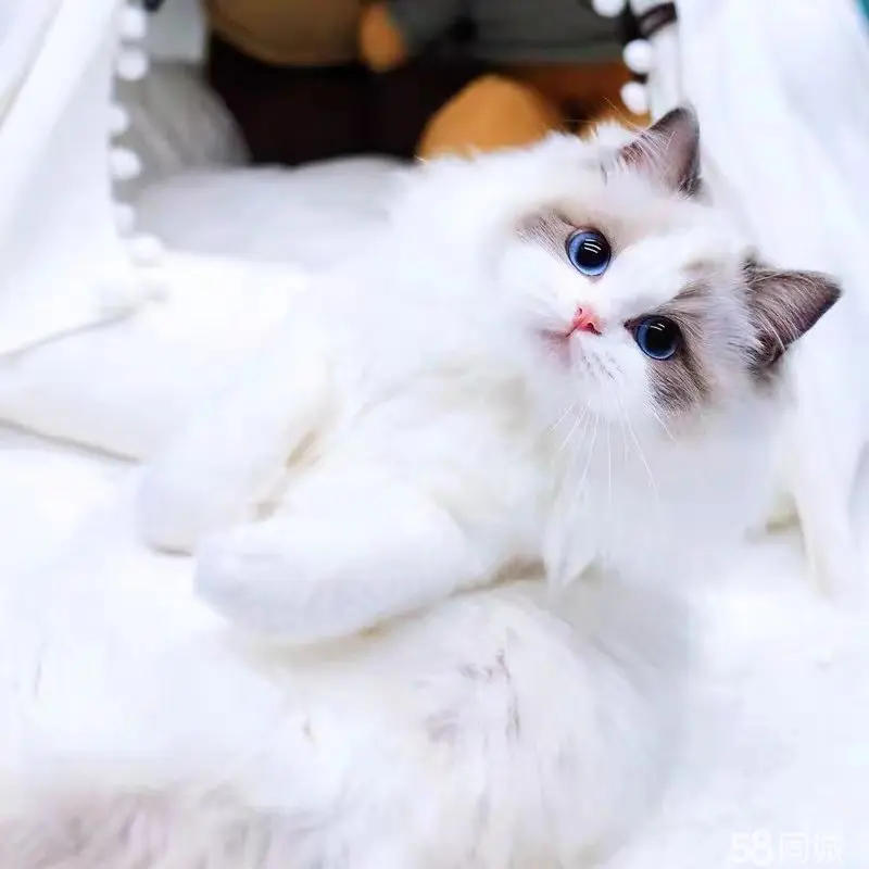 同城宠物猫领养_同城送猫咪_涪城区58同城免费送宠物猫