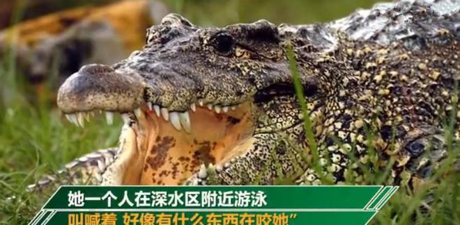 鳄鱼小顽皮爱洗澡_鳄鱼小顽皮爱洗澡冲洗道路_鳄鱼洗澡小顽皮爱洗澡