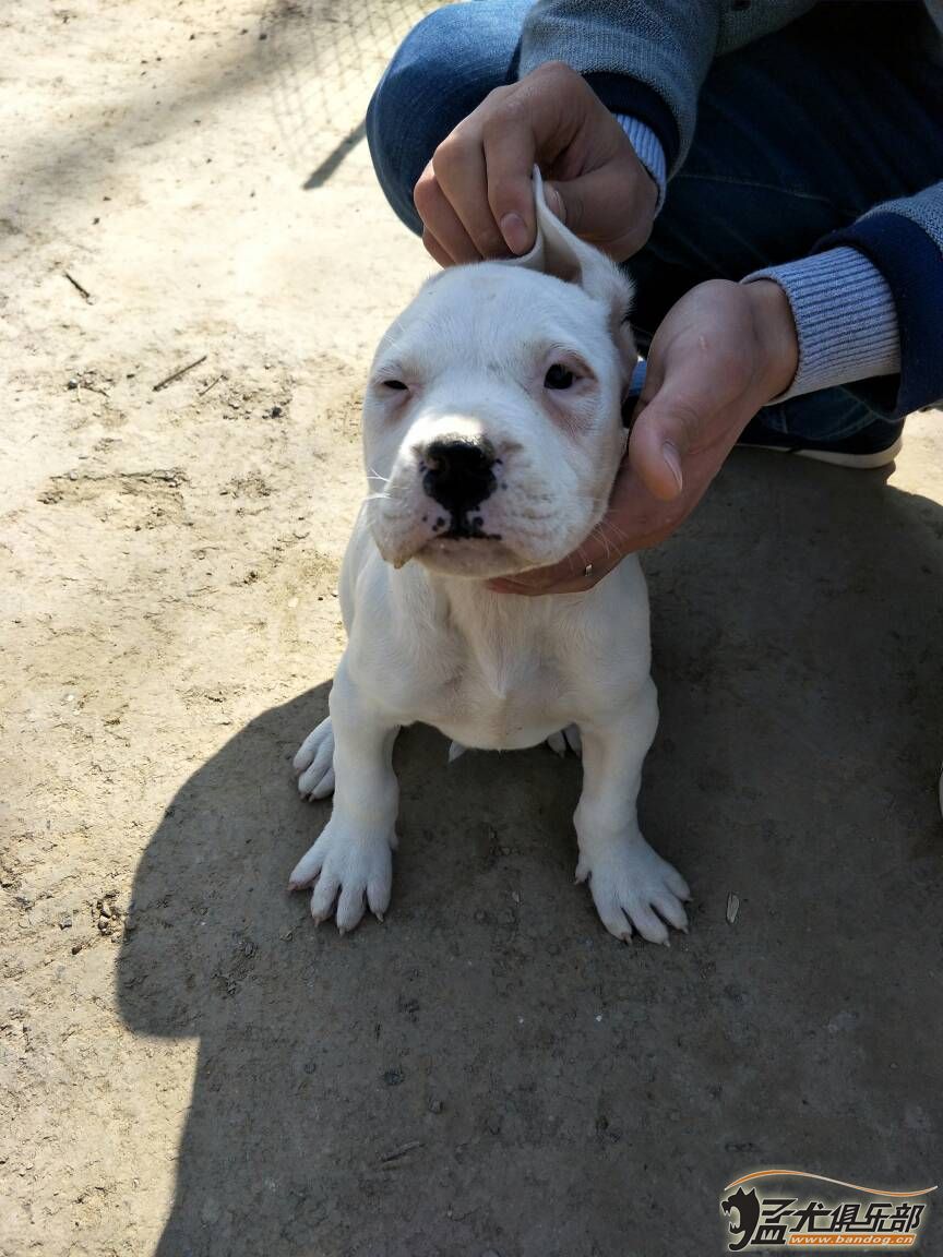 杜高犬和马犬打架视频_杜高犬视频_阿根廷杜高犬国外打猎视频