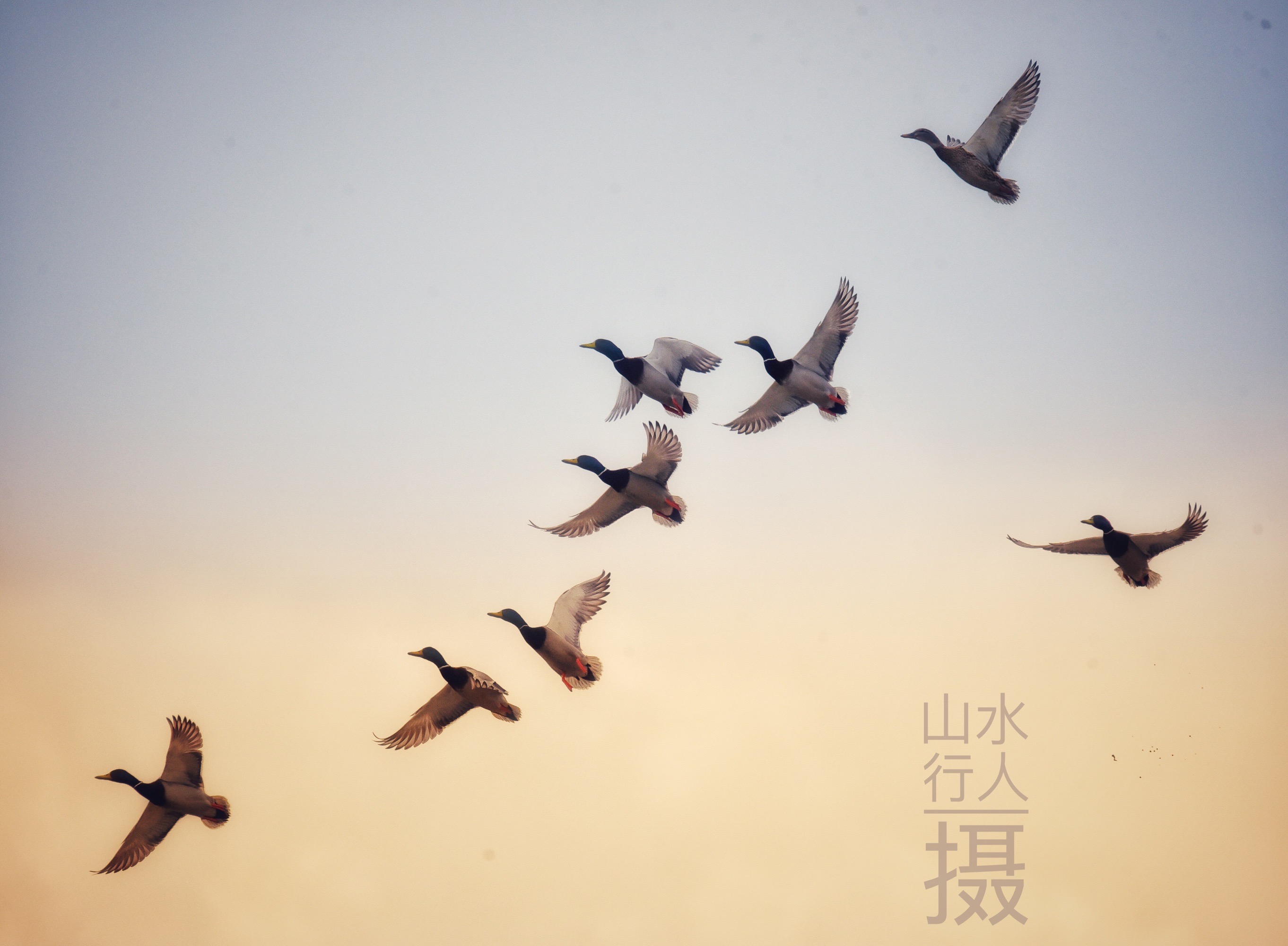 寒号鸟的故事说明了什么_寒号鸟的故事怎么讲_故事寒号鸟告诉我们什么道理