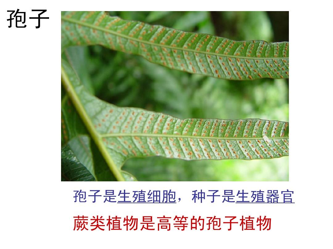 孢子游戏怎么放植物_植物孢子放游戏里会怎样_我想看孢子植物