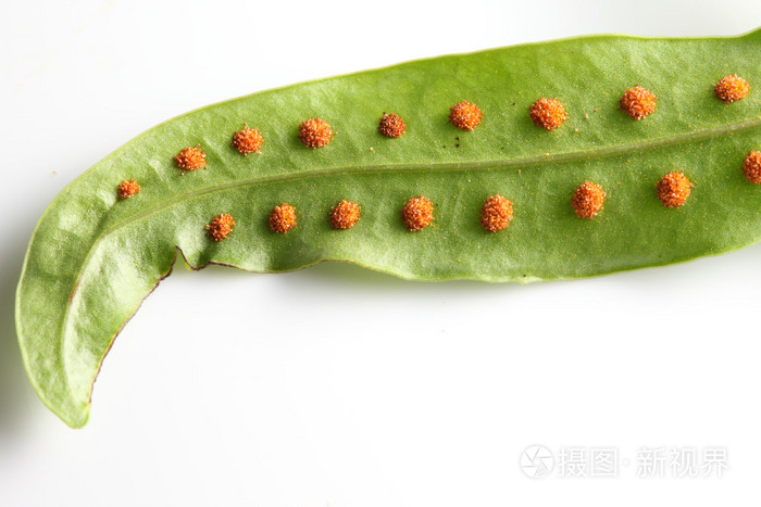 植物孢子放游戏里会怎样_我想看孢子植物_孢子游戏怎么放植物