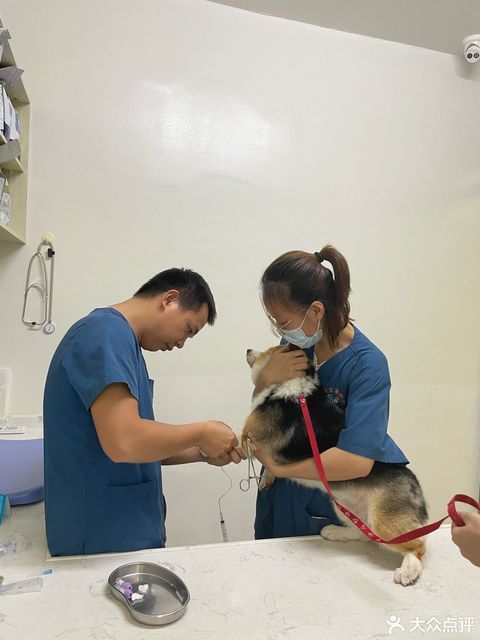 南宁宠物医院大全网_广西南宁303军医院官网_南宁友爱立交附近的宠物店