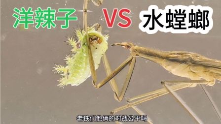 最强大脑水哥个人资料_最强大脑第一季水哥_最强大脑里面的水哥是哪一期