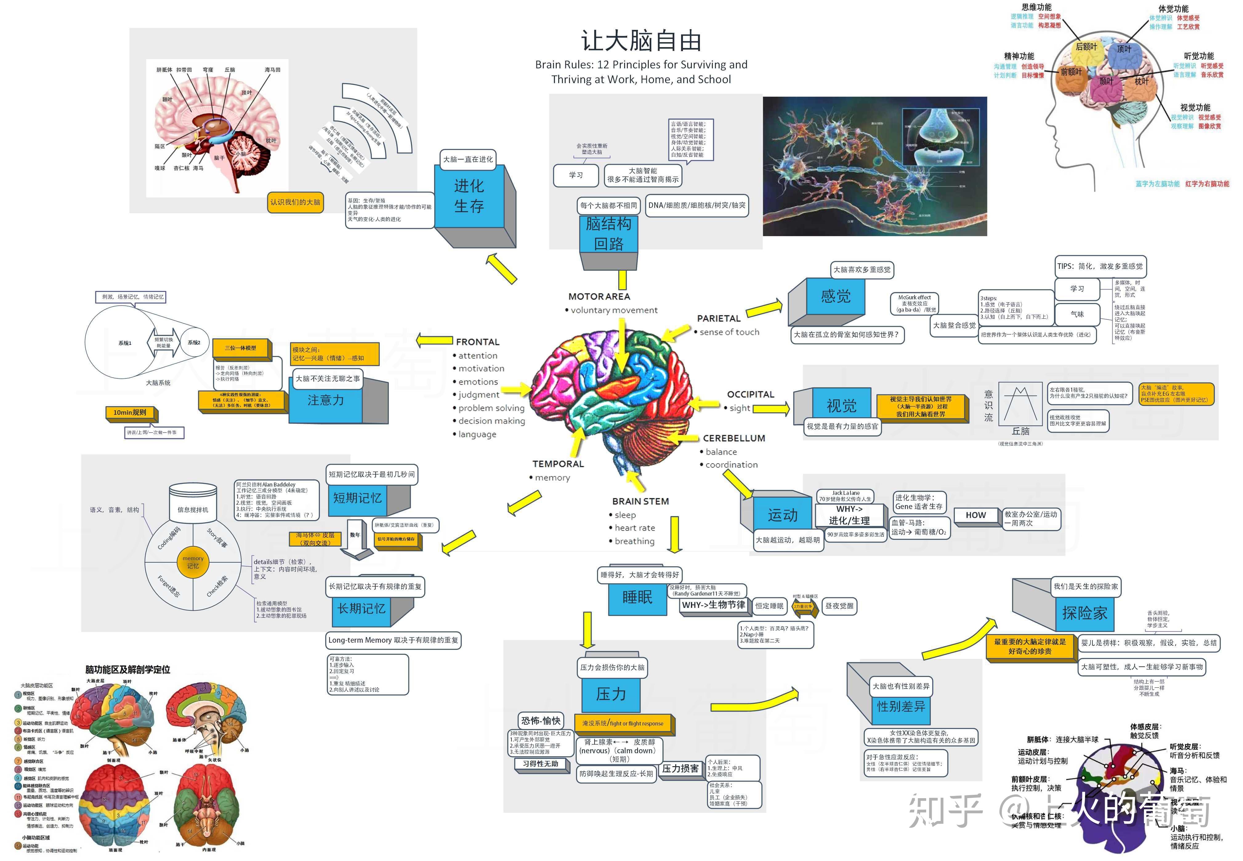 最强大脑水哥个人资料_最强大脑王昱珩辨水_陈志强最强大脑资料