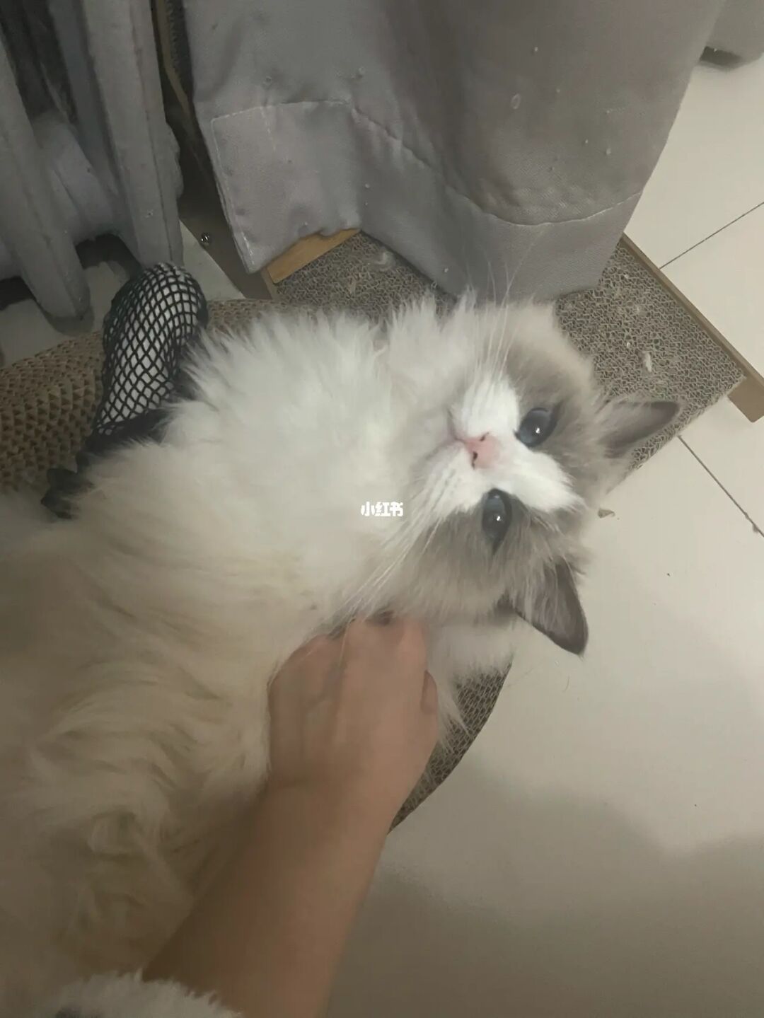喵糖退队后_小帅喵退圈_喵小帅是也