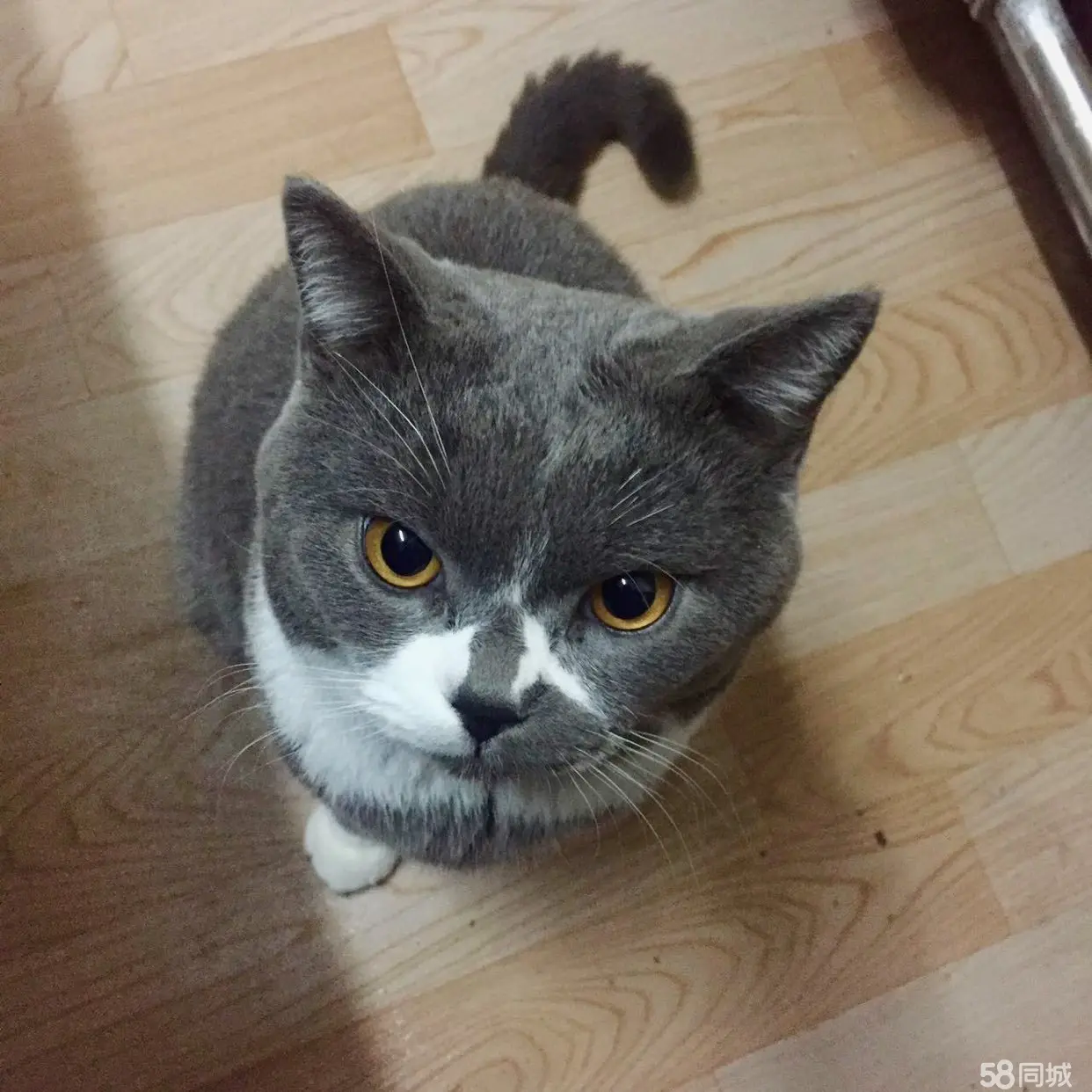 58同城沈阳宠物猫借配_沈阳哪有专业配猫的_沈阳宠物猫交易微信群
