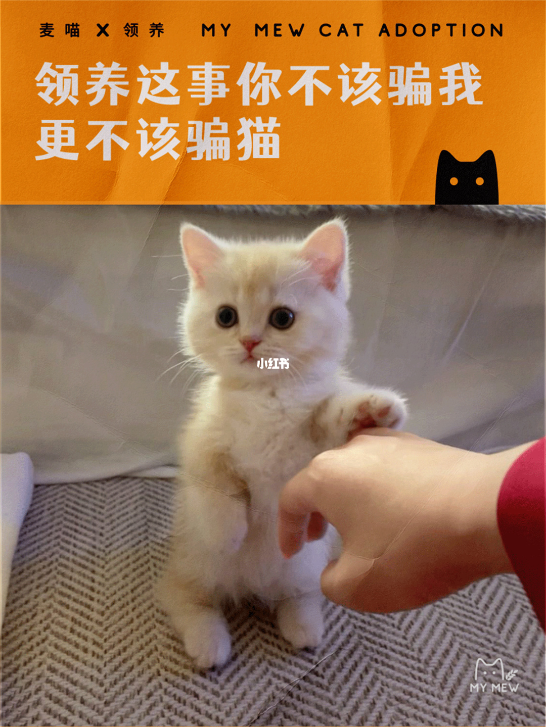 沈阳宠物猫交易微信群_58同城沈阳宠物猫借配_沈阳哪有专业配猫的