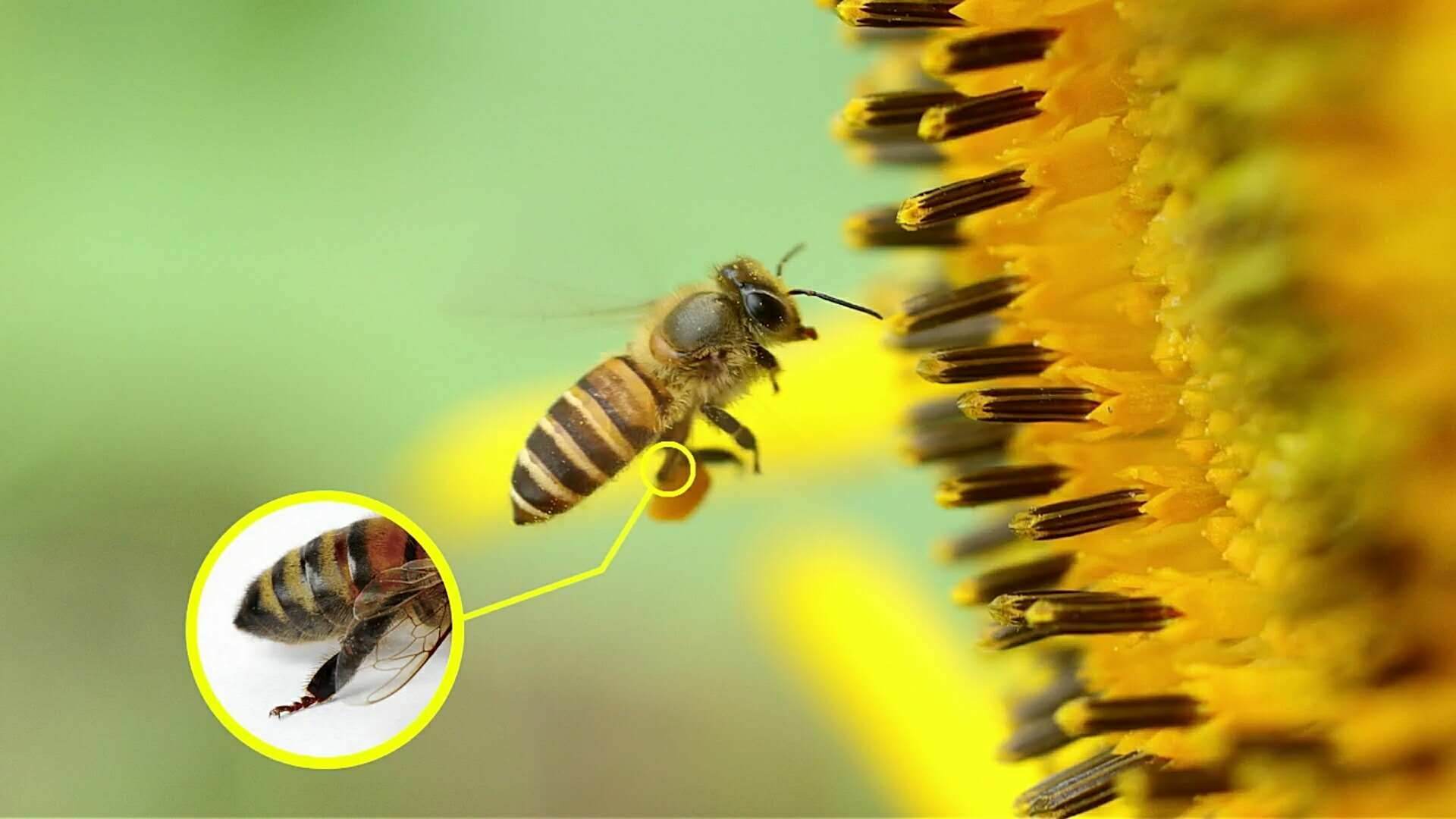蜜蜂试卷免费版_蜜蜂试卷怎么用_蜜蜂试卷