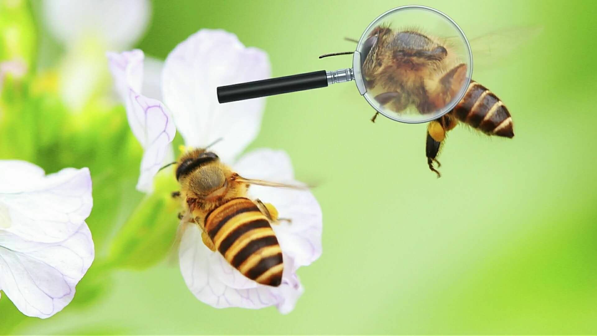 蜜蜂试卷_蜜蜂试卷免费版_蜜蜂试卷怎么用
