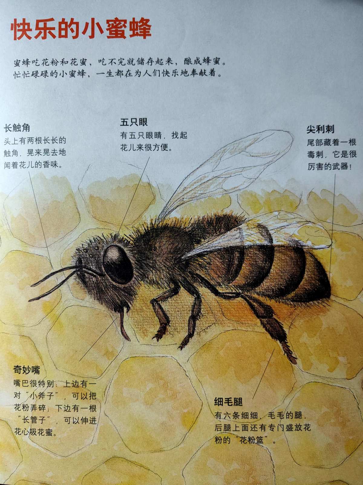 蜜蜂试卷免费版_蜜蜂试卷_蜜蜂试卷怎么用