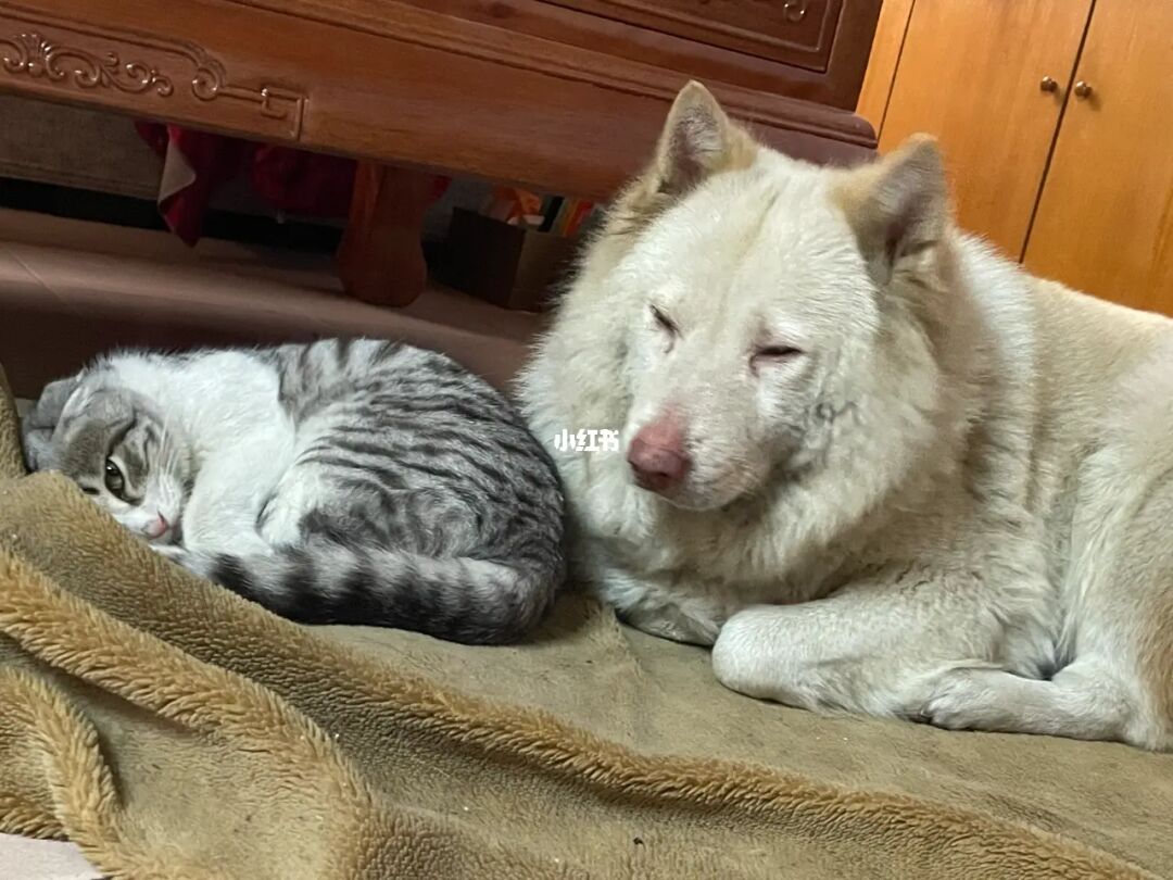 阿猫阿狗大作战_作战大阿狗阿猫怎么玩_阿猫啊狗大作战