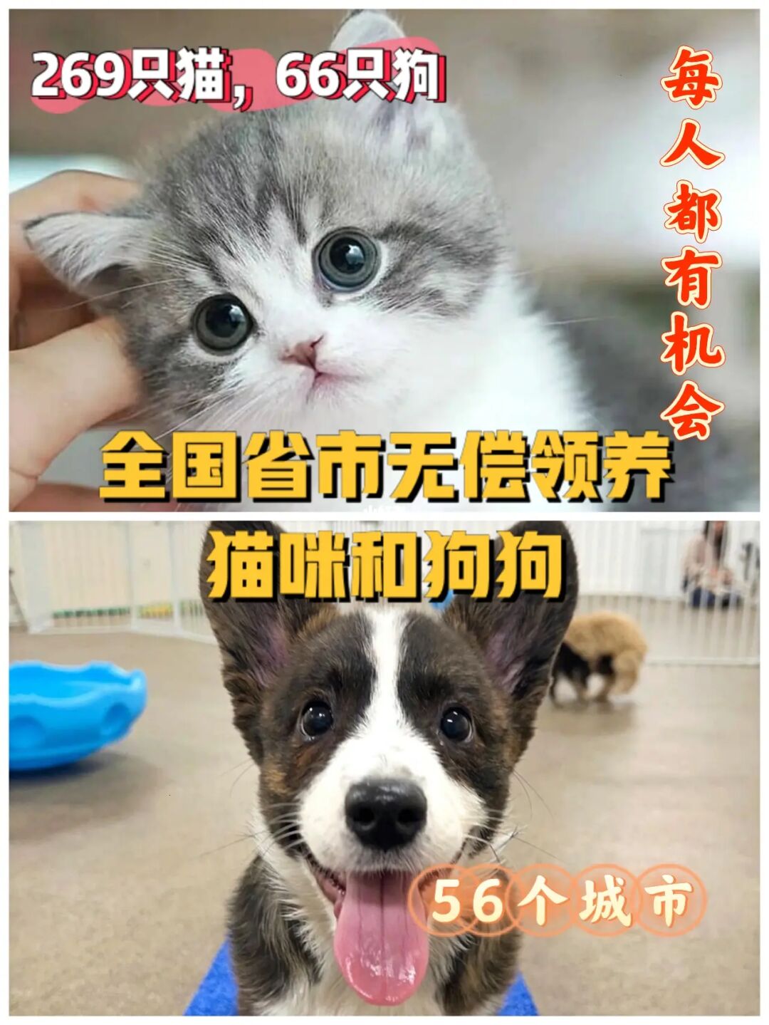作战大阿狗阿猫怎么玩_阿猫啊狗大作战_阿猫阿狗大作战