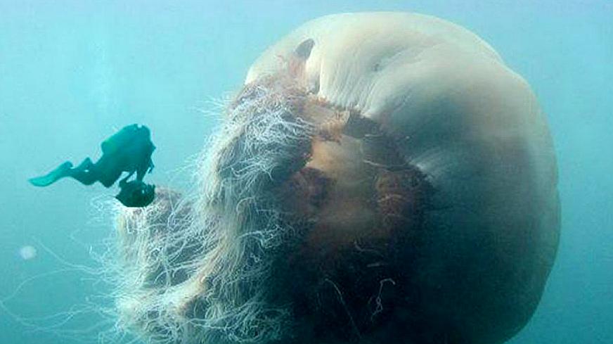 海洋求生游戏手机游戏_海洋求生_海洋求生中文版下载