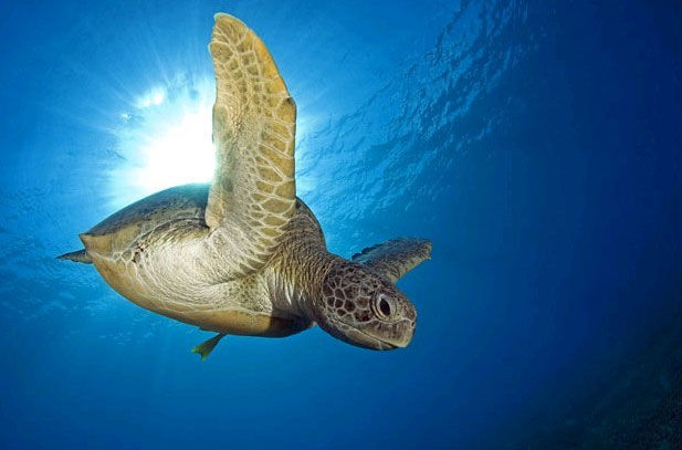 海龟世界上最长寿的动物_海龟世界最长寿的海洋生物_我的世界海龟