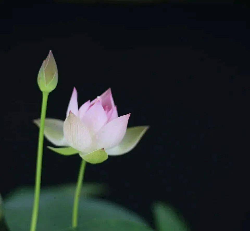 昭心是谁的专武_昭心适用角色_昭心