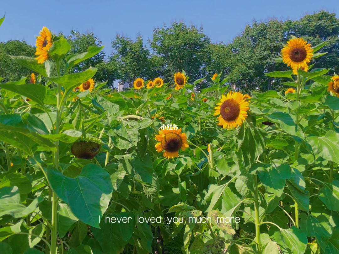 向日葵不开的夏天在线_向日葵.app在线观看_向日葵远程被控端app