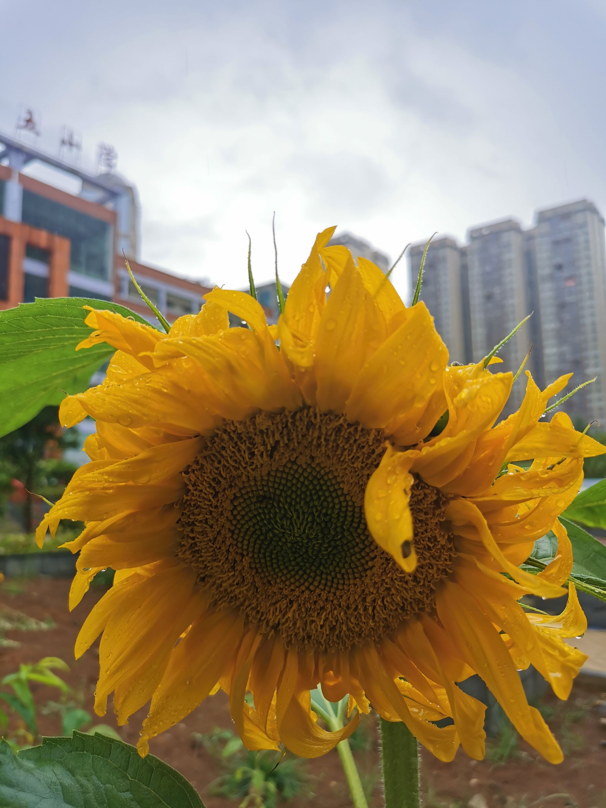 向日葵不开的夏天在线_向日葵远程被控端app_向日葵.app在线观看