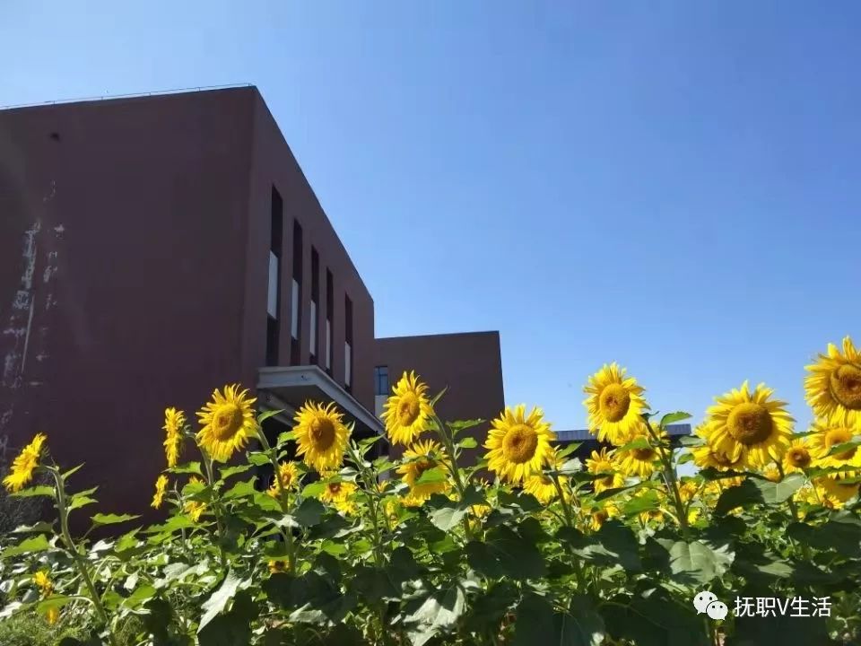 向日葵远程被控端app_向日葵不开的夏天在线_向日葵.app在线观看