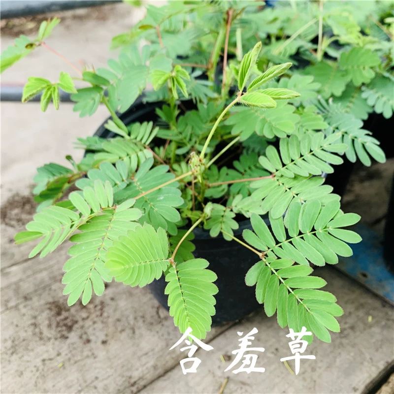 欢迎访问南山实验_含羞草实验研所网站进入欢迎_硕研国际结算实验答案