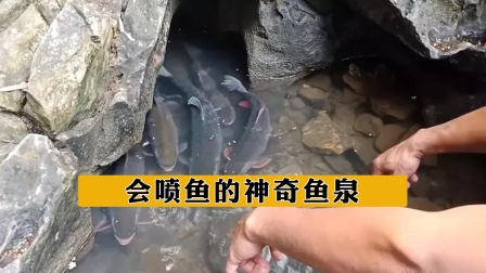 秋季鱼王星露谷物语_星露谷秋季鱼王_星露谷物秋季鱼王在哪