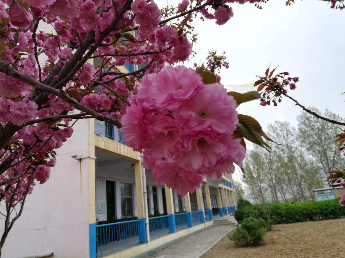 樱花校园玩游戏_樱花校园怎么玩_樱花校园玩躲猫猫
