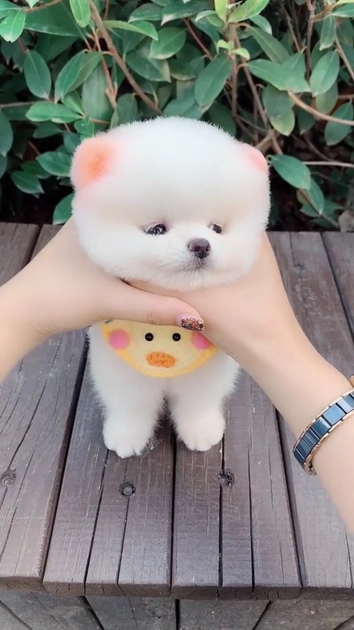 宠物语养成萌娘百科_萌宠物语玩法_萌宠养成物语