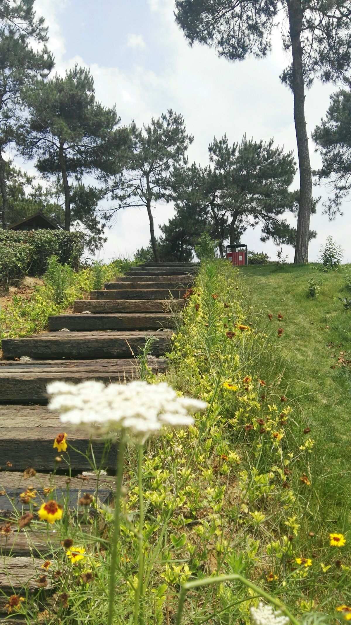 花园公主月季优缺点_紫罗兰永恒花园公主_公主花园