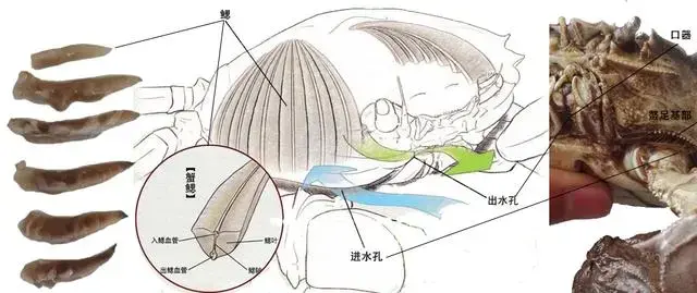 螃蟹鳃长什么样_螃蟹鳃长在那里_螃蟹的鳃长在哪里?