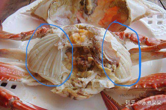 螃蟹鳃长在那里_螃蟹鳃长什么样_螃蟹的鳃长在哪里?