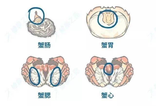 螃蟹的鳃长在哪里?_螃蟹鳃长什么样_螃蟹鳃长在那里