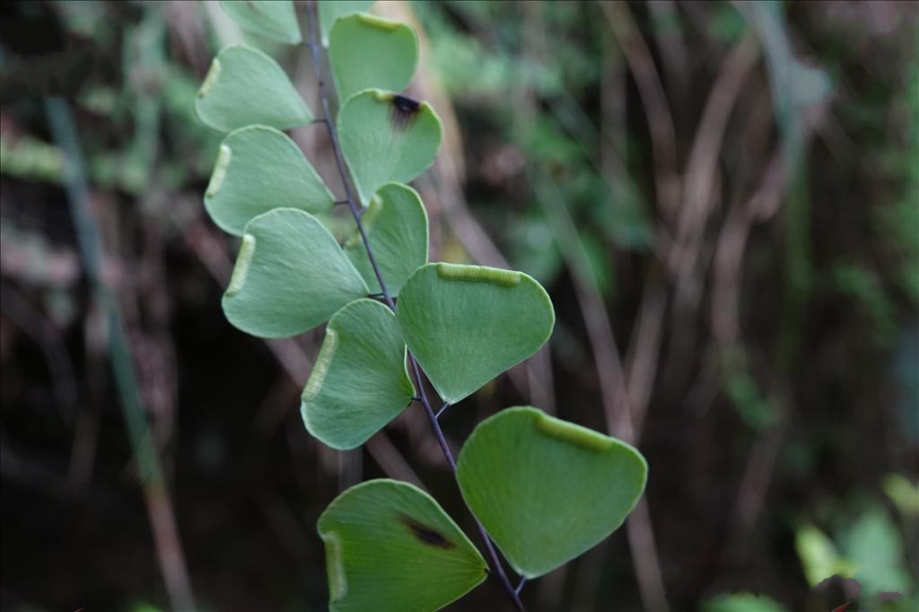 加拿大德格拉塞_格拉塞_格拉塞模式和吉诺特模式