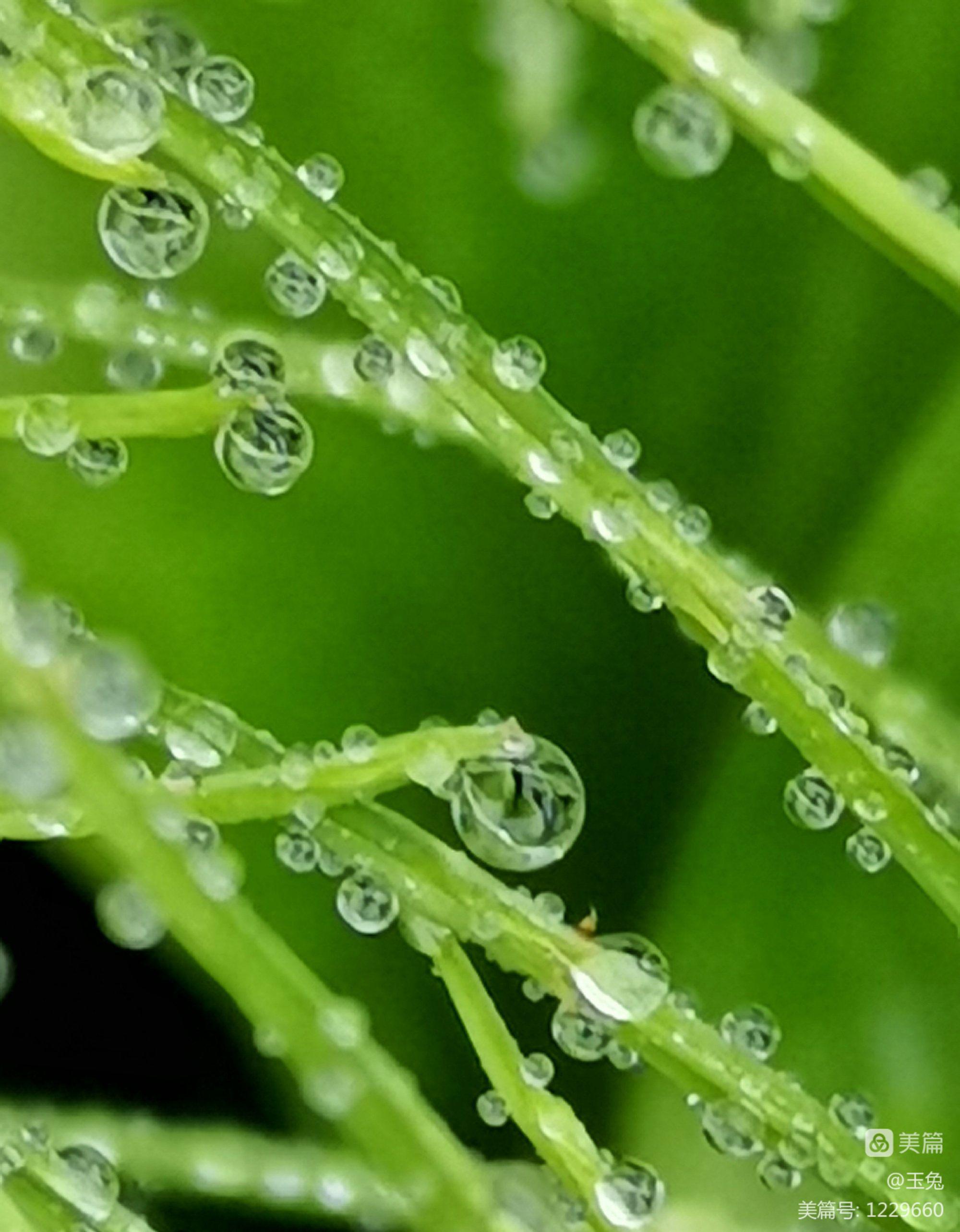 格拉塞_加拿大德格拉塞_格拉塞模式和吉诺特模式
