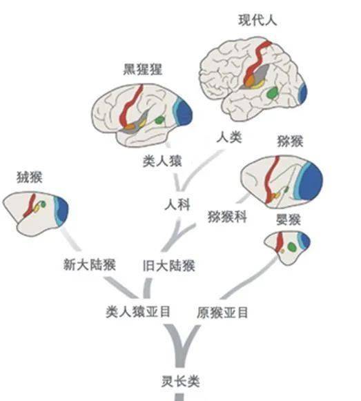 猿族时代官网_猿族时代破解版内购免费_猿族时代