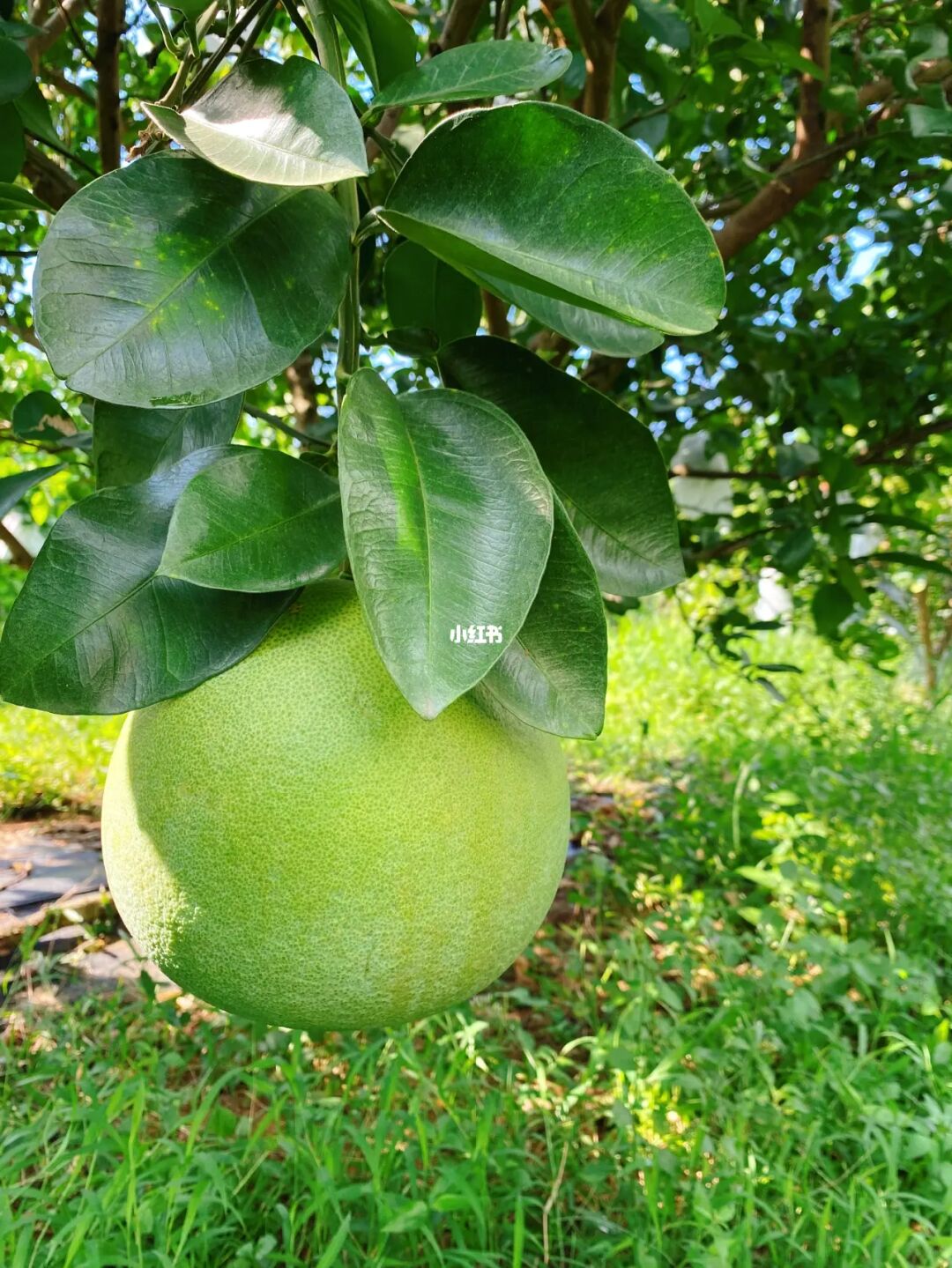 柚子绿豆能一起吃吗_柚子绿茶茶兀好喝吗_绿柚子