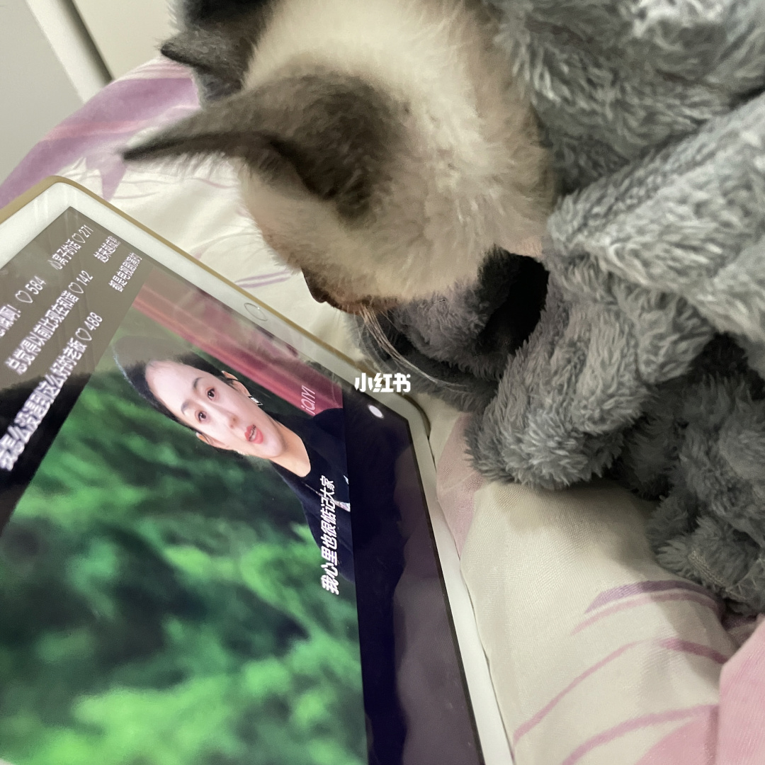 猫资源猫_猫资源_资源猫kitty