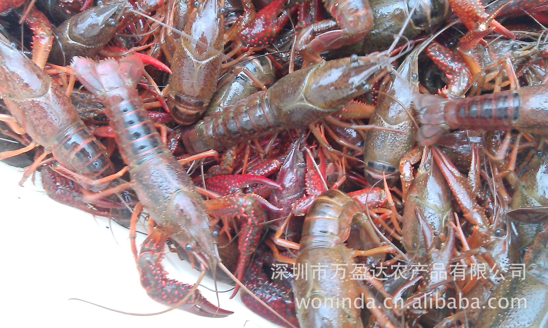 星露谷物语龙虾_星露谷物语龙虾浓汤怎么获得_星露谷物语小龙虾