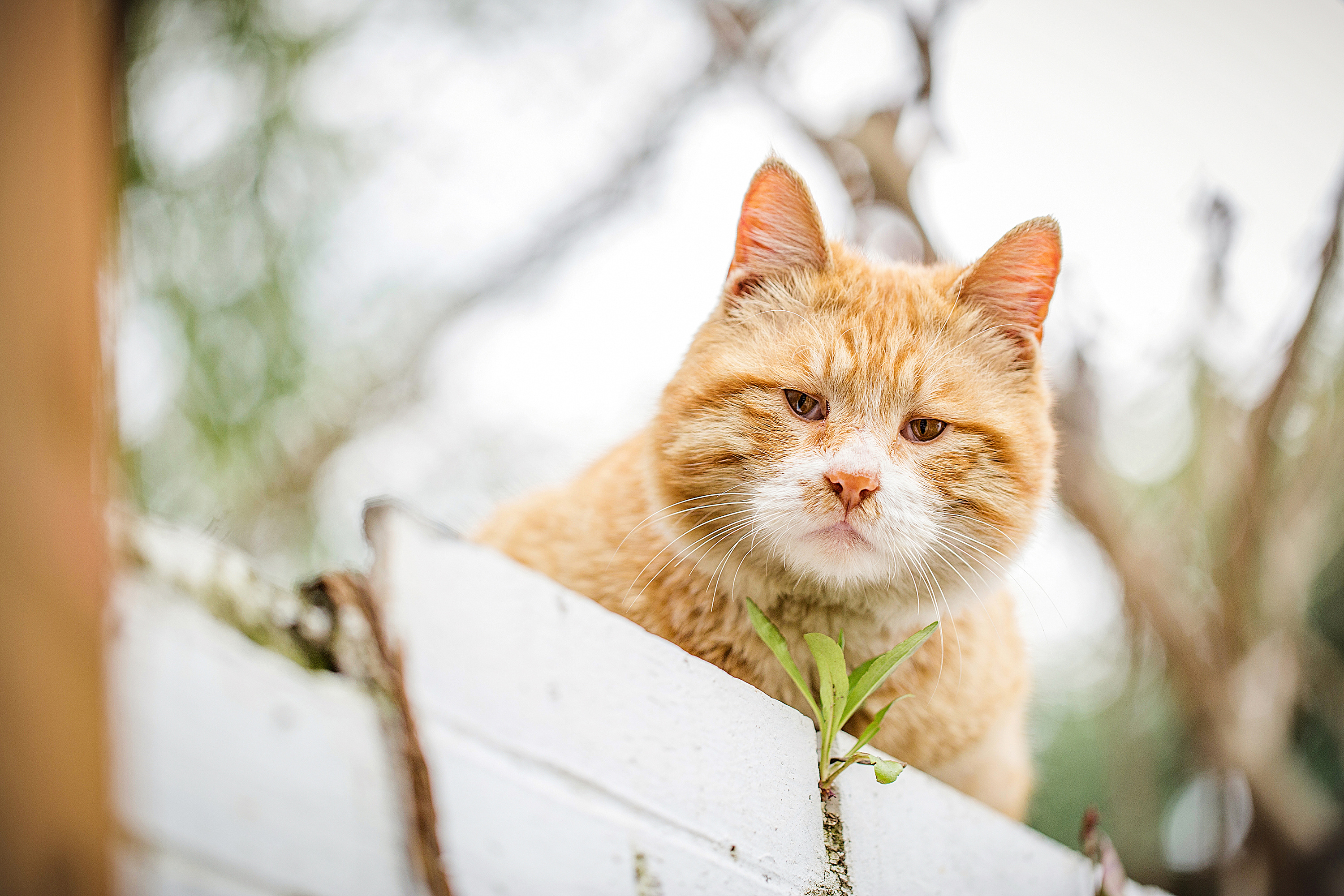 美国版猫咪_快猫完美版_美版大猫和英版大猫有何不同