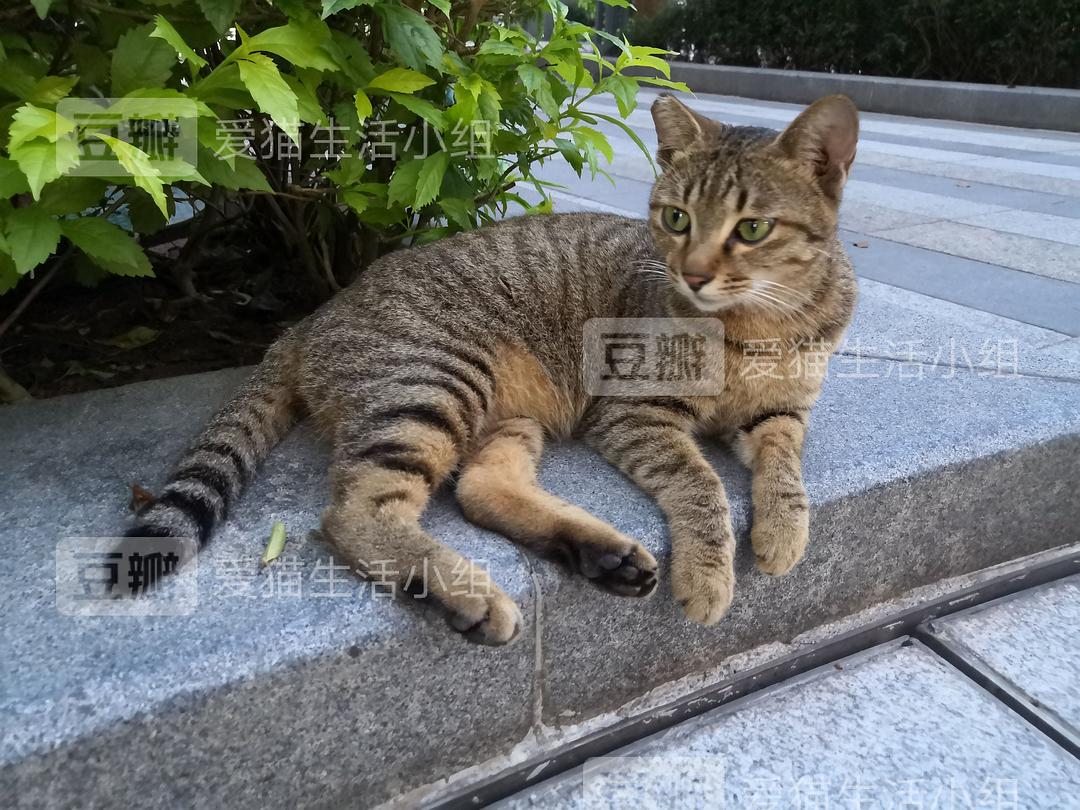 美版大猫和英版大猫有何不同_美国版猫咪_快猫完美版