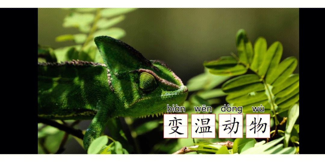 变色龙契诃夫_变色龙图片_极速变色龙