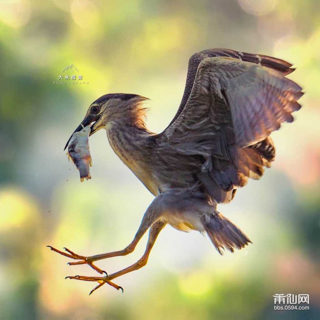 球遁鸟_球遁鸟_球遁鸟