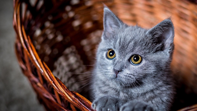 猫咪免费人成在线网站_猫咪免费人成在线网站_猫咪免费人成在线网站