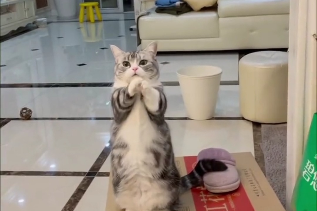 猫咪免费人成在线网站_猫咪免费人成在线网站_猫咪免费人成在线网站