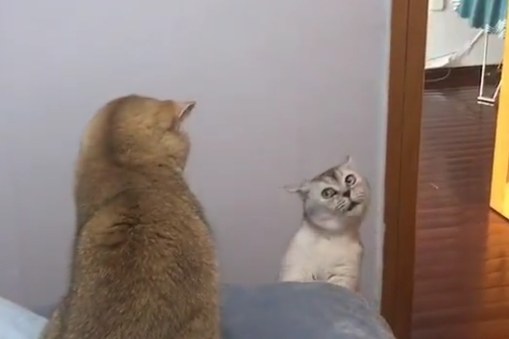 猫咪免费人成在线网站_猫咪免费人成在线网站_猫咪免费人成在线网站