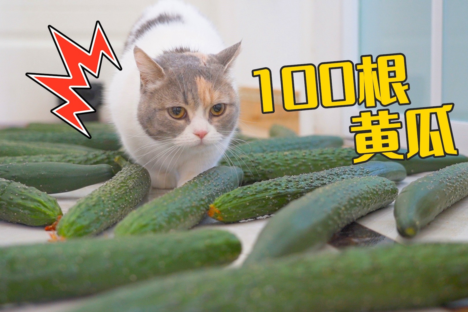 猫咪免费人成在线网站_猫咪免费人成在线网站_猫咪免费人成在线网站