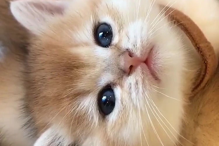 猫咪免费人成在线网站_猫咪免费人成在线网站_猫咪免费人成在线网站