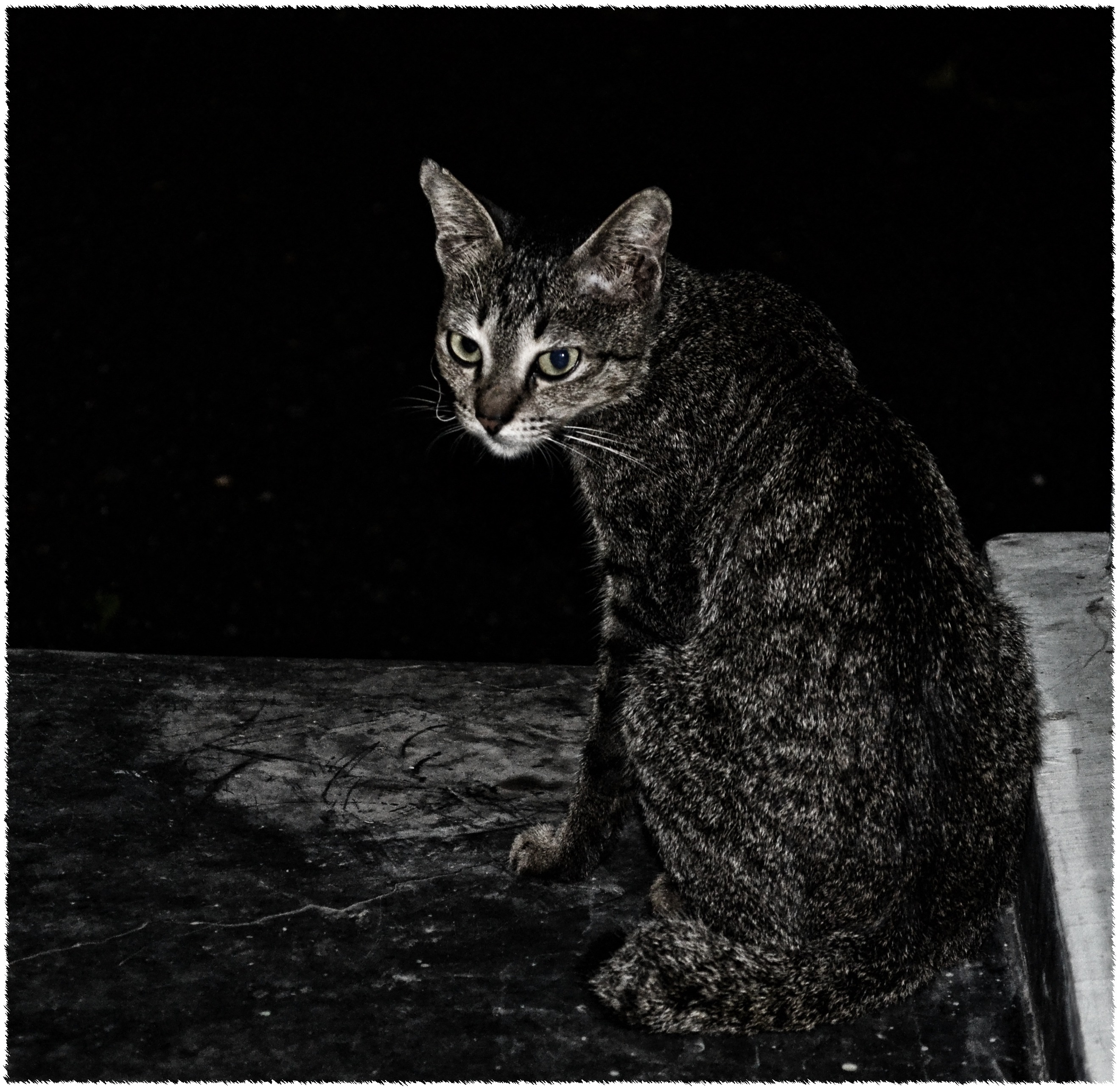猫影幻舞多少钱_猫影_猫影幻舞