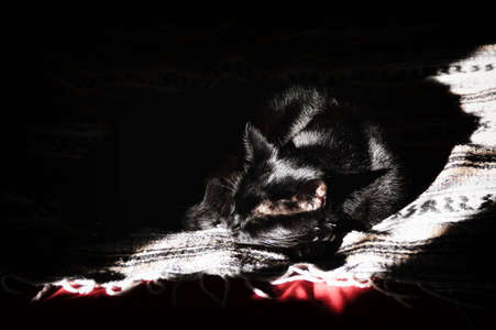 猫影幻舞_猫影幻舞多少钱_猫影